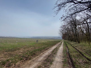 Livadă de nuci chandler, 7 ani - 11.4 ha cu sistem de irigare. foto 2