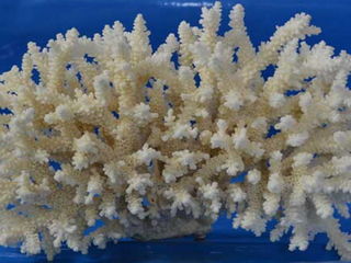 Cumpar coral foto 2