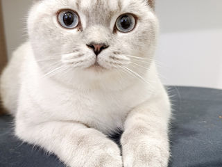 Motanas 5 luni foto 0