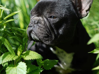 French Bulldog Femelă foto 4
