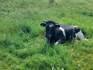 Cumpărăm bovine, ovine, caprine  la preț bun foto 3