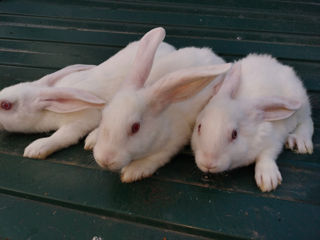 Кролики foto 6