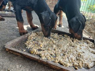 Vind 2 fetițe ,,DOBERMAN,,