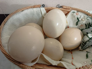 Struți oua foto 6