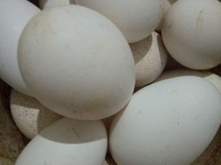 Vând ouă de gâscă de casă