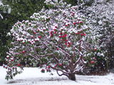 Рододендрон Нова Зембла (Rhododendron "Nova Zembla") foto 2