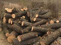 lemne de foc specii tari foto 3