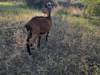 Vînd capră alpină franceză