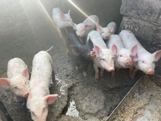 Porci crescuti acasa