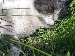 Pisicuța spre adoptie/ Кошечка к присиройству foto 7