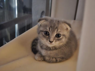 Se vinde pisica Scottish Fold,  Шотландская вислоухая