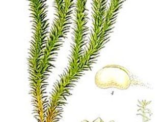 Лечебная трава баранец(pedicuta)