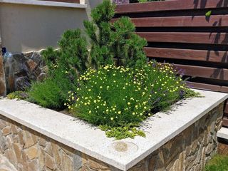 Amenajarea gradinelor, spatiilor verzi, gazon,plante decorative GradinaPerfecta foto 5