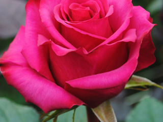 Trandafiri,Розы.