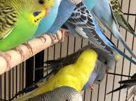 Продаю уже готовых к обучению разговора попугаев разных особей.Волнистые,кареллы,Клетки,корма,витами foto 6