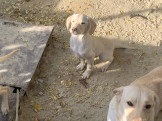 Vaind catei de rasa labrador retriver