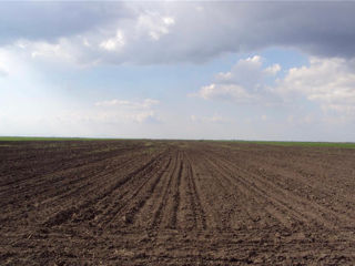 Lot de pămînt arabil 2.05 hectare Cimișlia foto 1