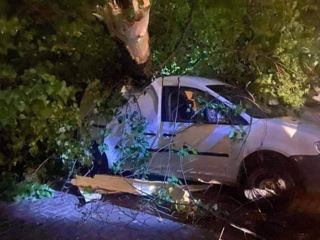 Interventii de urgenta in urma furtunii de aseara! Taiere copaci, crengi periculoase! foto 11