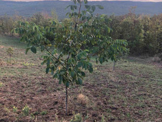 Livada de nuci anul 7. Soi Pesceanschii, cogilniceanu . 12ha. foto 8