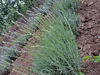 Lavanda foto 7