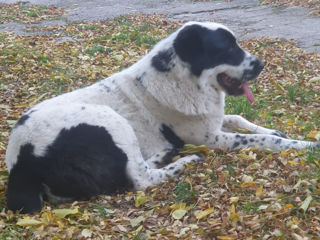 Щенки среднеазиатской овчарки САО (алабай) foto 0