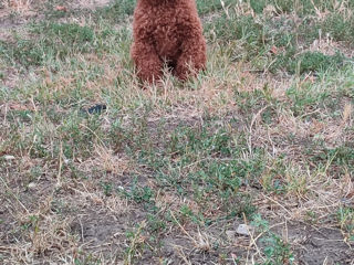 Maltipoo foto 10