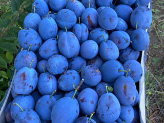 Prune Blue Free foto 1