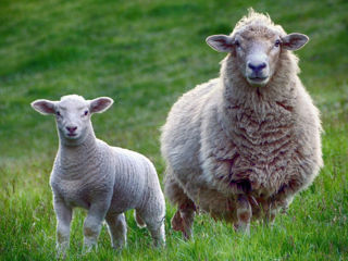 Овцы и егнята foto 4