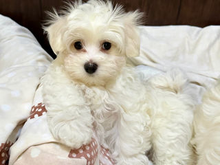 Bichon maltese