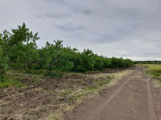 Vind livada de prune 15 ha , in Aneni Noi .Сорта Питештян и Станлей. foto 4