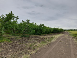 Vind livada de prune 15 ha , in Aneni Noi .Сорта Питештян и Станлей.