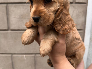 Cocker Spaniel Englez Rasa curata  foto 1