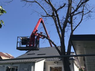 Îndepărtarea și tăierea arborilor periculoși. Ieftin !!! Дёшево foto 1