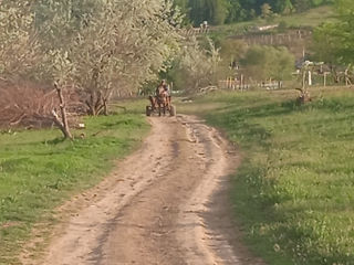 Vând iapa are 3 ani puternică, frumoasă,ascultatoare