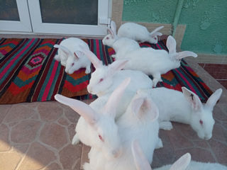 Продам кроликов  foto 3