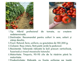 semințe profesionale de tomate, create de Sakata foto 13