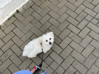 Împerechere Bichon Maltez, băiat foto 2