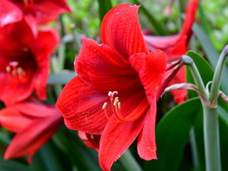 Amarilis, Hippeastrum bulbe, Гиппеаструм луковицы (амариллис) Montenegro