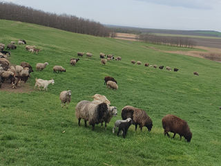 Ovine  фото 5