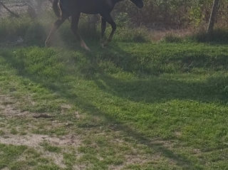 Vand iapa cu manza foto 1