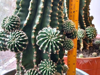 Cactusi foto 9