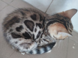 Pisică "Bengal" foto 2