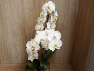 Orhidee foto 2