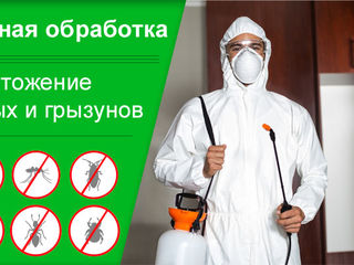 Дезинсекция, дезинфекция, дератизация в молдове (тараканы, клопы, мухи, блохи, крысы, мыши и др.) фото 1