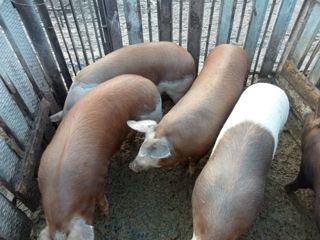 Vând porci au in jur 100 kg viu foto 6