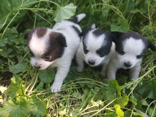 Vând cățeluși de o lună combinație cu chihuahua și pekinez foto 2