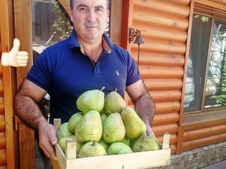 Pomi  vișin - soiul Fiurtoși (  Фюртош )  , Erdi Botermo ( урожайная )  ... foto 8