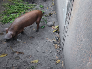 Vind porci de carne crescuti acasa foto 4