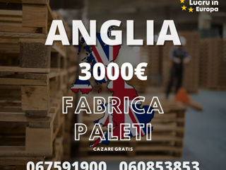 2300€ / Germania / Feliere și ambalare Piept de Pui / Plecare 26.02.2025 фото 0
