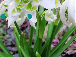 zambile, crocus, lalele, narcis, iris, branduse, fritillaria, muscari foto 4